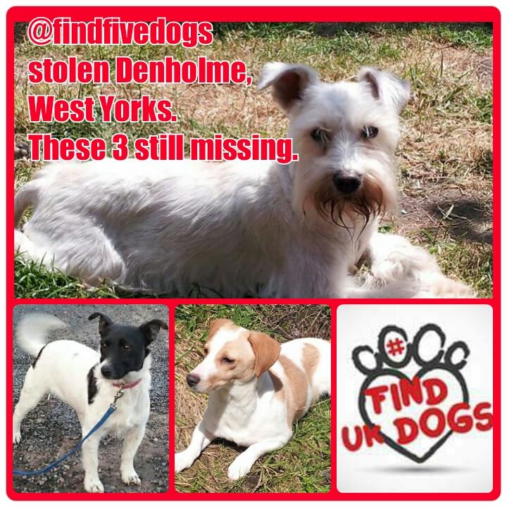 #FindFiveDogs tweet media