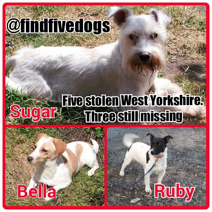 #FindFiveDogs tweet media