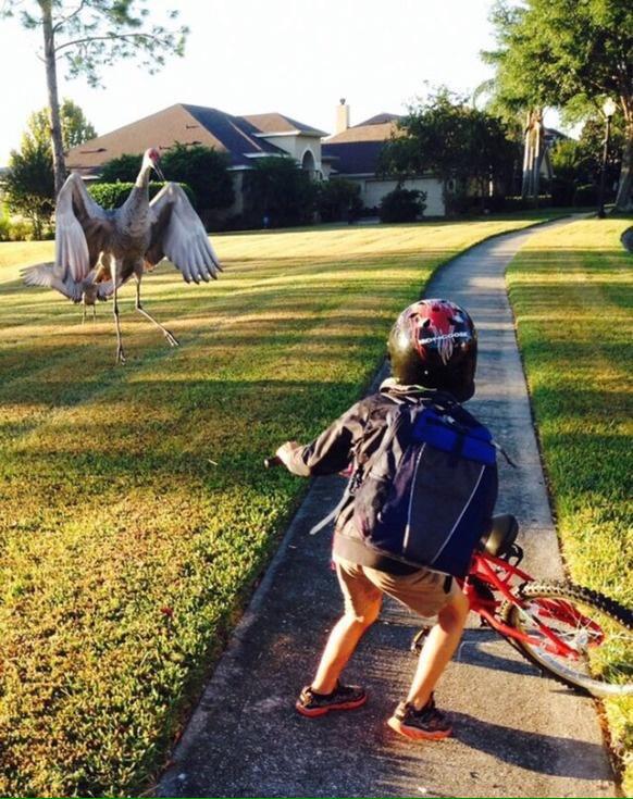 StuffOfPoke's tweet photo. Is this Pokemon? http://t.co/fOZHlRb6mH