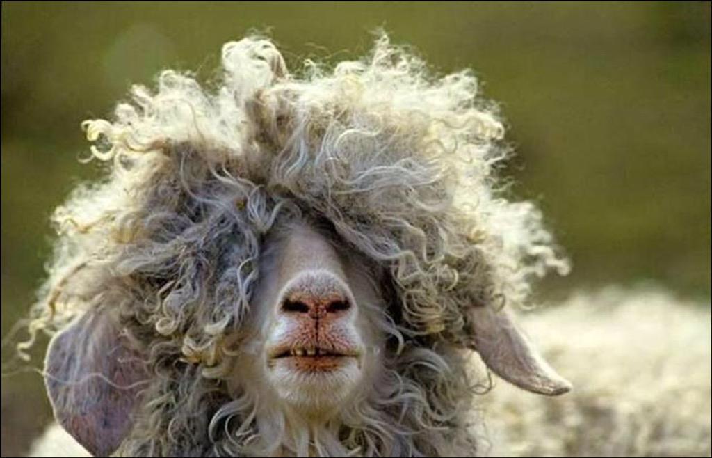 animalsreaction's tweet photo. walking out in the humidity http://t.co/0MsWUMItLK