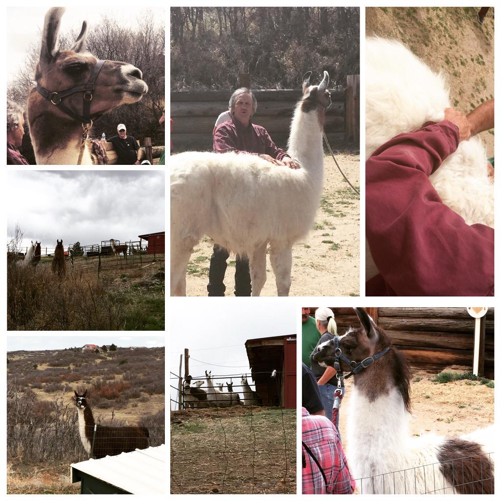 #llamalife #massage