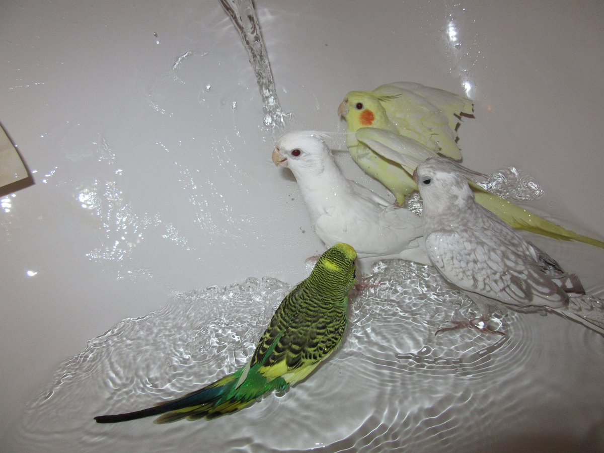 Cockatiel5's tweet photo. Bath time !

#cockatiellovers #summer #water #fun http://t.co/PxZXK2hEj7