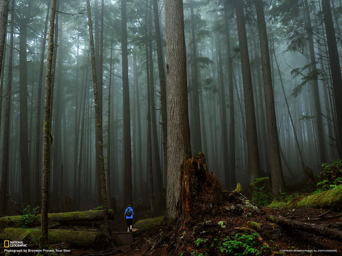 Nat Geo Travel On Twitter The Coastal Rain Forests Of Vancouver