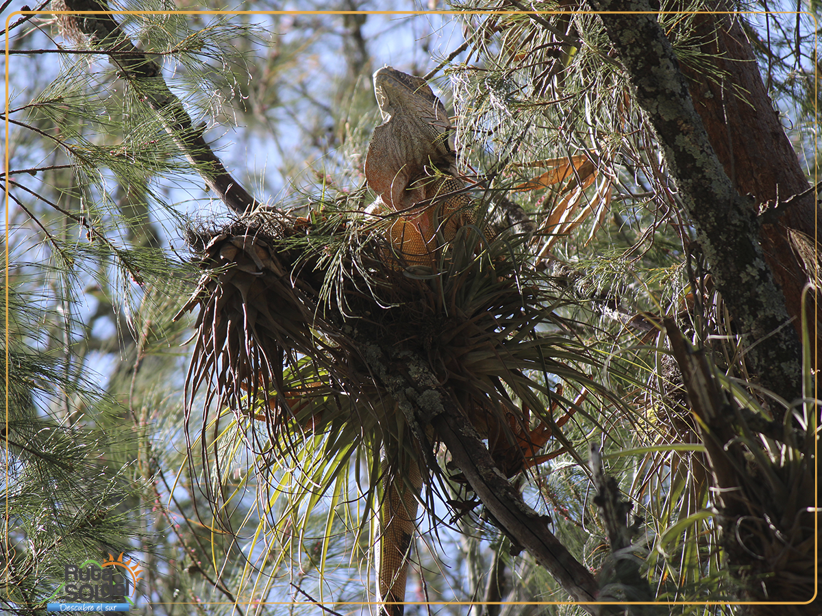 ¿Sabés en que ciudad del sur abundan los hermosos garrobos? #RutaDelSol #DescubreElSur