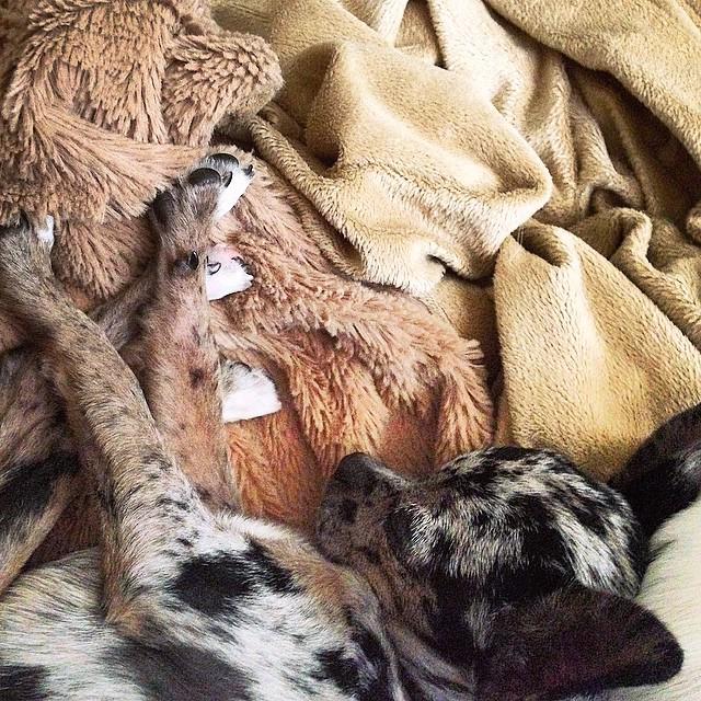 sarahzimmies's tweet image. Sleepy Sunday, laundry, snuggles, and Netflix @pixieandblitz