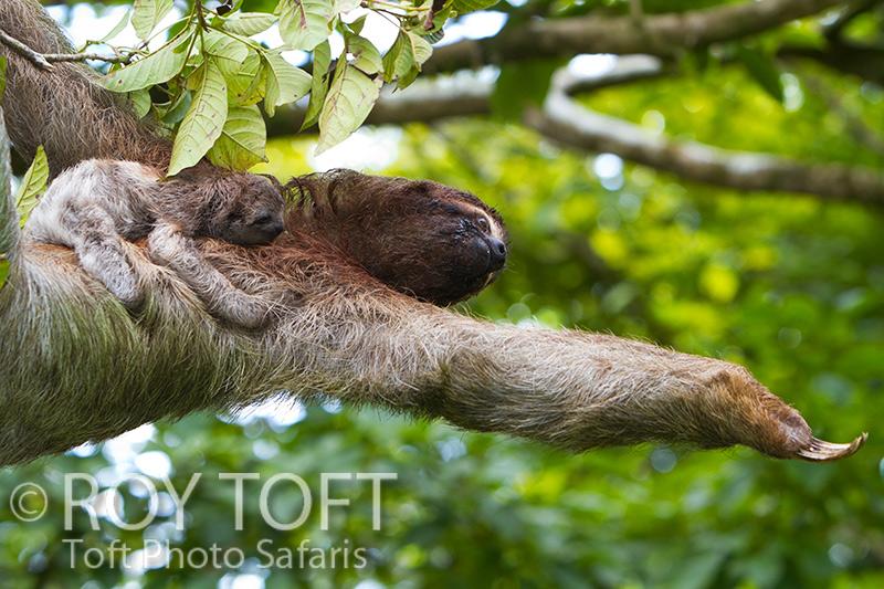 Lookout_Inn's tweet image. Come back, come back to me...I've been waiting here patiently! #osapeninsula bit.ly/1apERcc