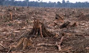 FMMECO's tweet photo. Did you know: Half the world’s tropical and temperate forests are now gone. (Source: http://t.co/mIBkkgNrQu) http://t.co/lluOPlYA5G
