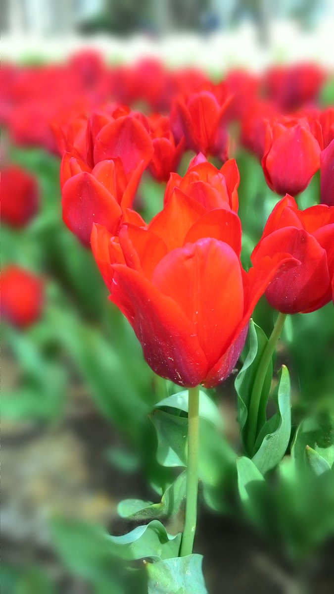 CappaTravel's tweet image. Tulip's Festival