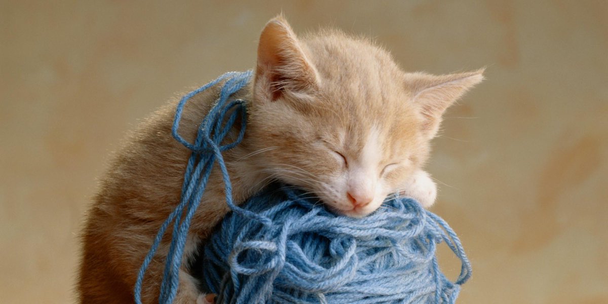 It's Monday but it's ok, because I'm a cat. #AwwClub