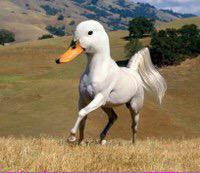 FSUClubBaseball's tweet photo. @UMClub_Baseball would you rather fight 3 horse sized ducks or 100 duck sized horses? For reference: http://t.co/dfm1th7G9O