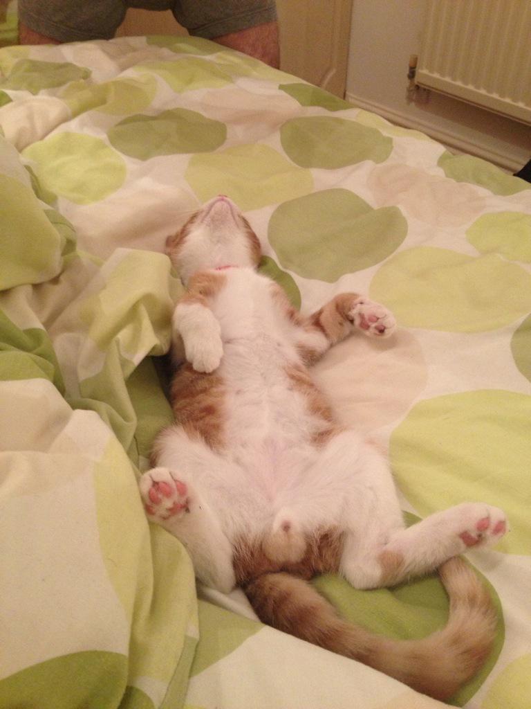 bradbury_jenny's tweet photo. Even happier sleeping π€π€π€ #O2HappyCat http://t.co/qymbAwfOYC