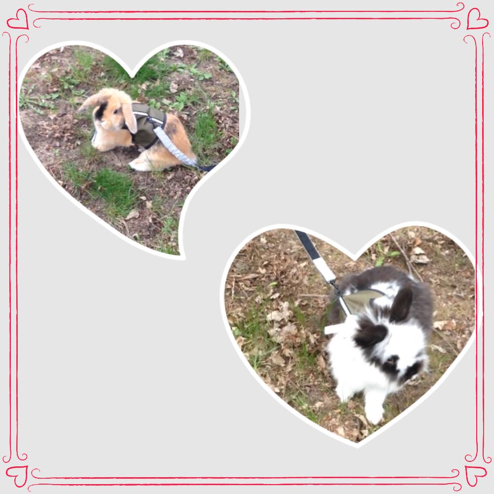 macmarie33's tweet photo. Bunnies on a leash!!! 😍👫🐰🐰🌳🍂💖Lou and Benny! 💋😘  @MEYESTRO_BASS http://t.co/4C56Ec6AhD