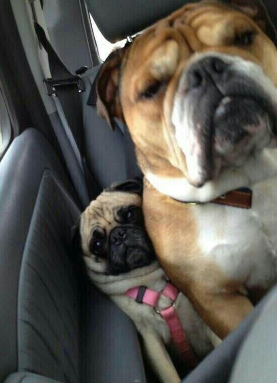 9GAG's tweet photo. When you’re the smallest person in a packed car http://t.co/5wUDg21XfN