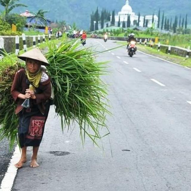 KaisarJuan's tweet photo. @LaKupon Walau usianya sudah senja nenek ini masih semangat untuk beraktifitas mencari rumput #lakupon #kartiniSelfie http://t.co/9hBs7AUK7O