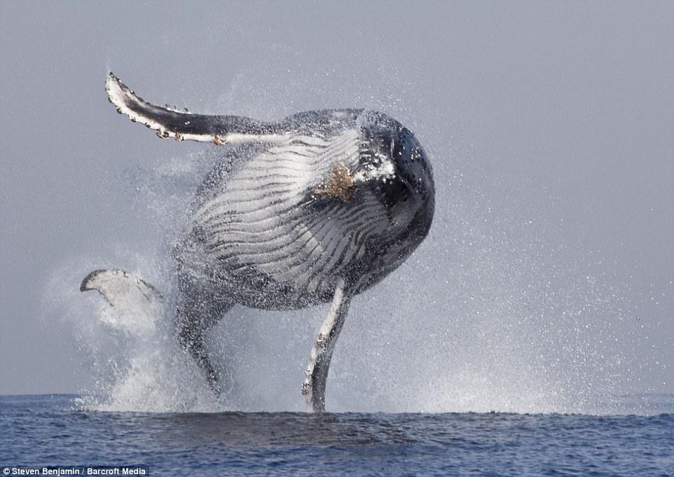 RIBERABA's tweet photo. PICS of #StevenBenjamin:
#Whales
#WildLife
#Blackfish
#Captivitykills
#OpSeaWorld
#EmptyTheTanks
#RacingExtinction http://t.co/LqRRO8nuPb