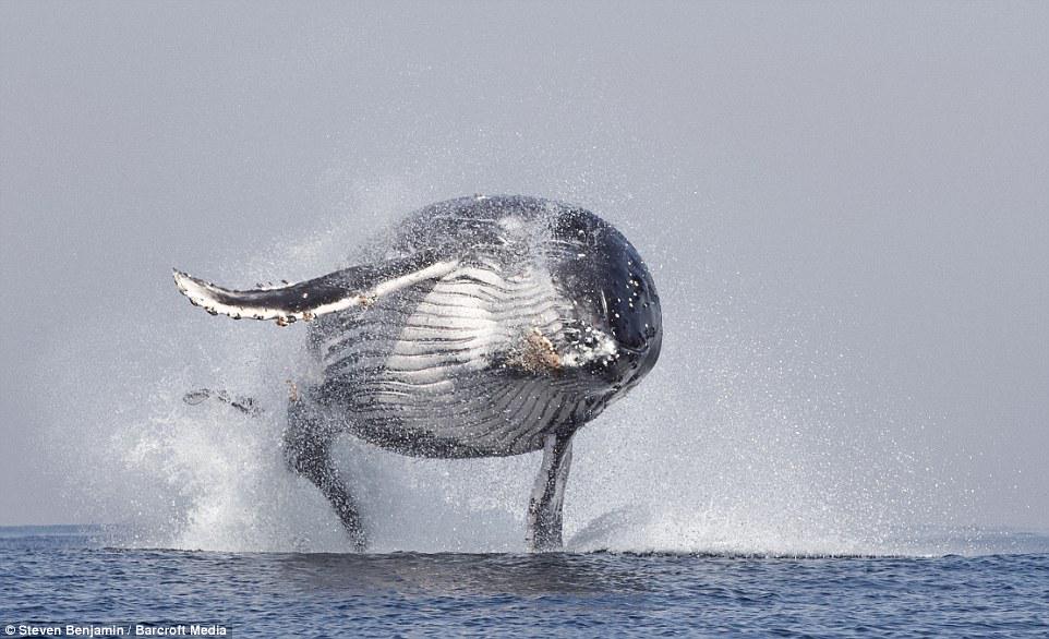 RIBERABA's tweet photo. PICS of #StevenBenjamin:
#Whales
#WildLife
#Blackfish
#Captivitykills
#OpSeaWorld
#EmptyTheTanks
#RacingExtinction http://t.co/LqRRO8nuPb