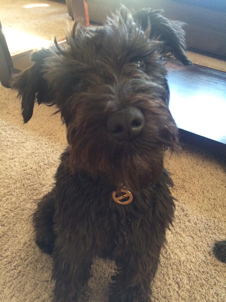 BBCanJohnny's tweet image. On the plus side this little dog will get to see his daddy soon ! #Veto #TeamJohnny #BBCAN3