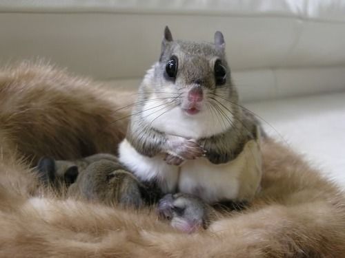 Squirrel Pics (@squirrel_pix) on Twitter photo 