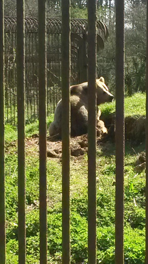 BurnXx999's tweet photo. @danisnotonfire some pics of my trip to the zoo. PS: I passed the lamas http://t.co/kJeRD20wjH