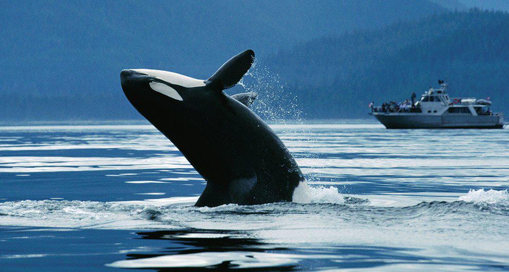 Travel Through The Gulf &amp; San Juan Islands In #Vancouver And #Discover Orcas. ow.ly/LgAMJ