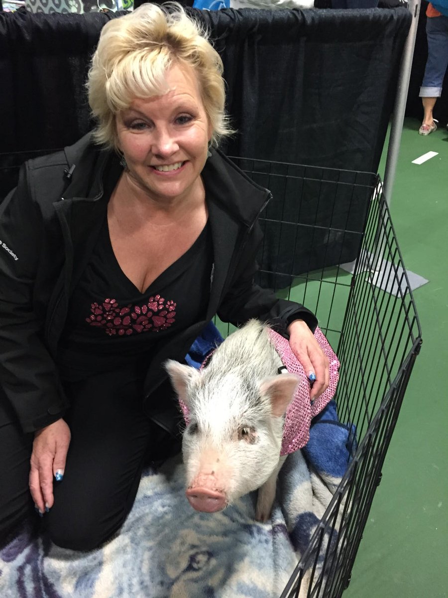 VictoriaHumane's tweet image. Two Penny's just hanging out ! Me and Penny the Pig at the Pet Expo ! Come visit !