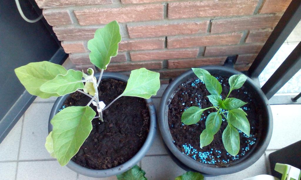 29gennaio's tweet photo. Esperimento 2015 @linocattaneo #moltopiudiunbalcone #psnoncicredo http://t.co/pZh18tBL5y
