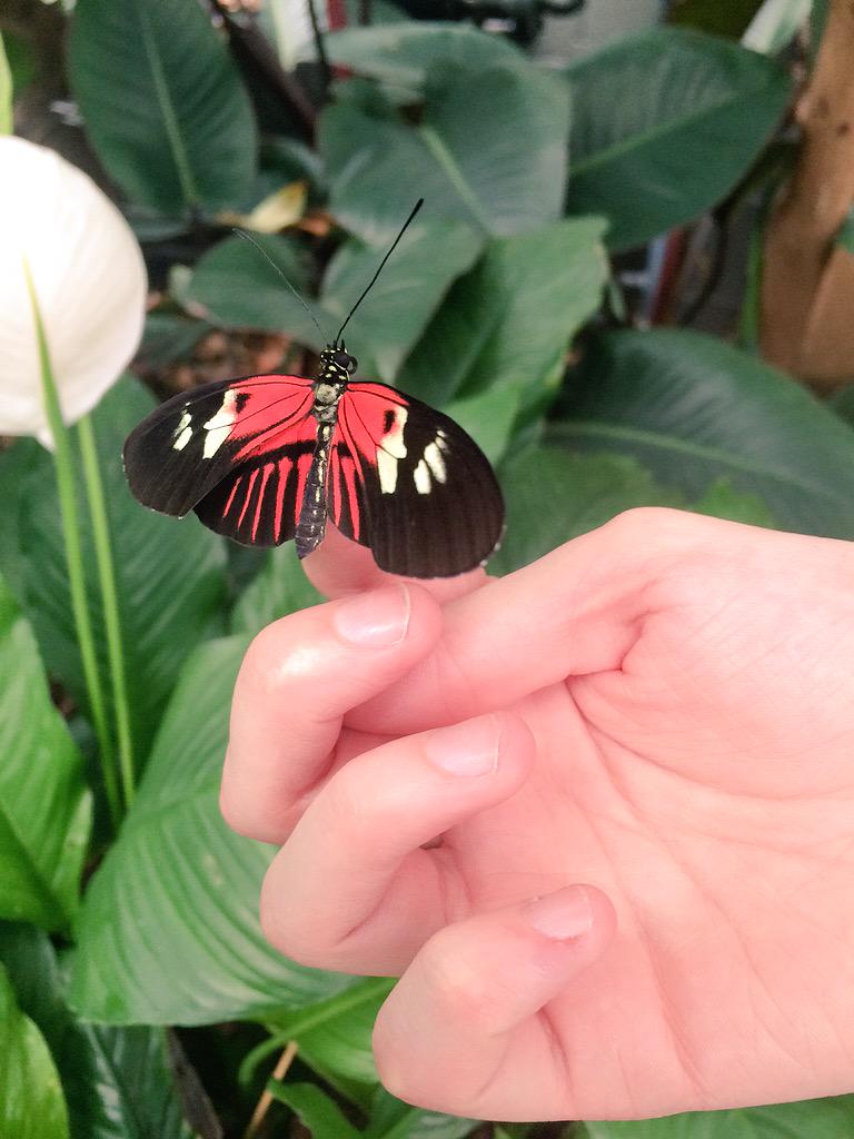 nathandorling's tweet photo. @chesterzoo the butterfly house http://t.co/JJ34mvjWkq