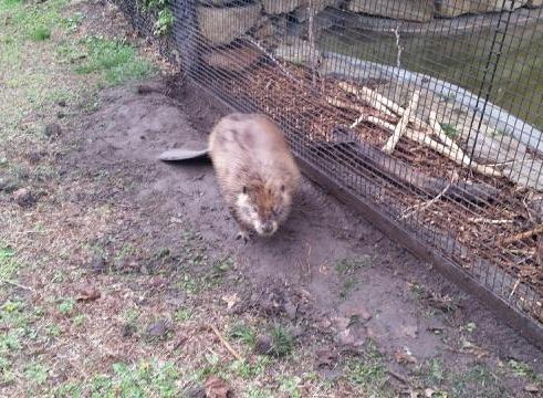 Geo_with_SEABrz's tweet photo. @LooseBeaver good to have you back home @AngieKansas: Chappa the beaver has returned home safely! #GoodNews #KAKEnews http://t.co/KRNH9qgxms