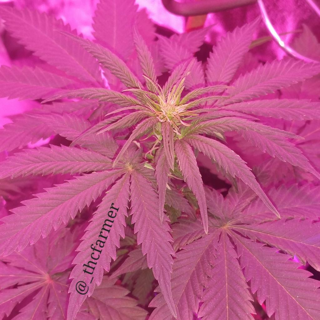 iDont_4get's tweet photo. The new girl in town here a bit over a month old sprouting flower already. Jack 47 auto (Jack Herer auto × AK47) http://t.co/ewOKABS0Na