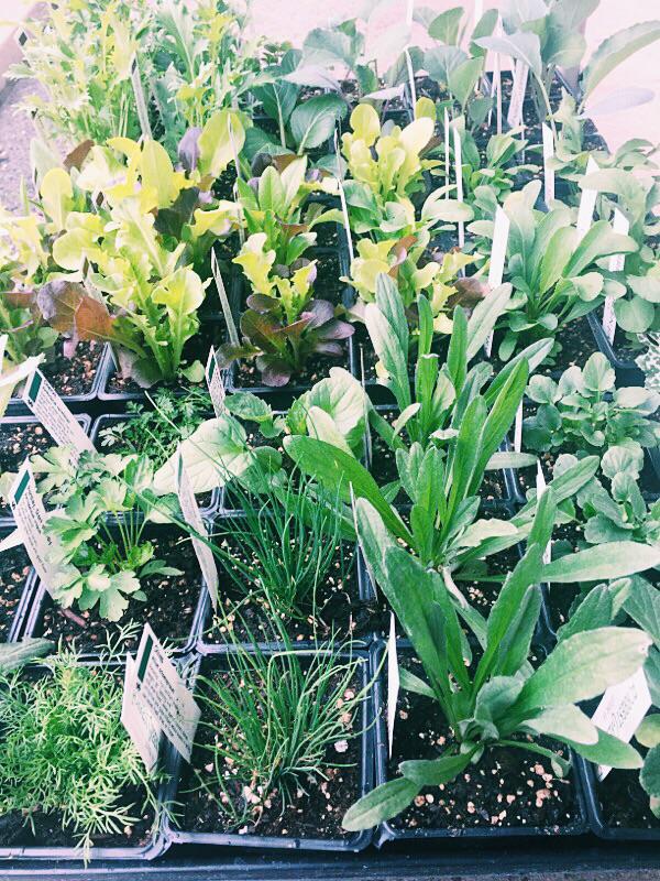 IYNaturalFoods's tweet photo. Plant starts are here! Come on by the store for a great deal on these starts from Forrest Green Farm. #Cville http://t.co/5bK2XUYcMH
