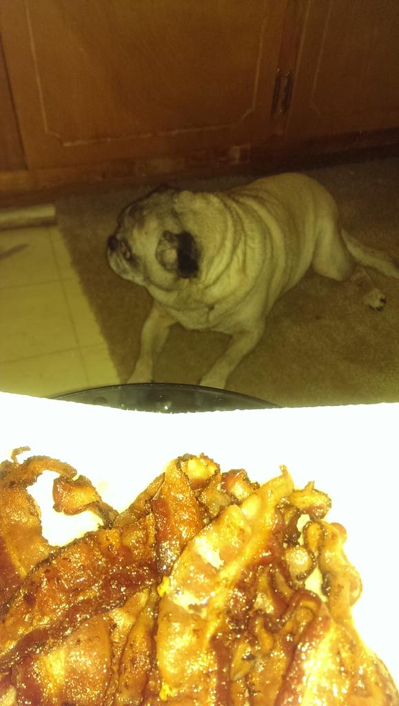 derobtsuj's tweet photo. I don't even want to look at the bacon because I know your just teasing me #PugLife http://t.co/MFCiLIGfTc