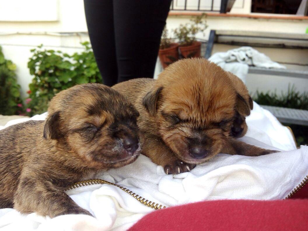 AnitaCristina_'s tweet photo. Estos cachorros estaban metidos en una bolsa tirados en el río de #ubrique, se regalan, están vivos por suerte! http://t.co/ihV3veSqQe