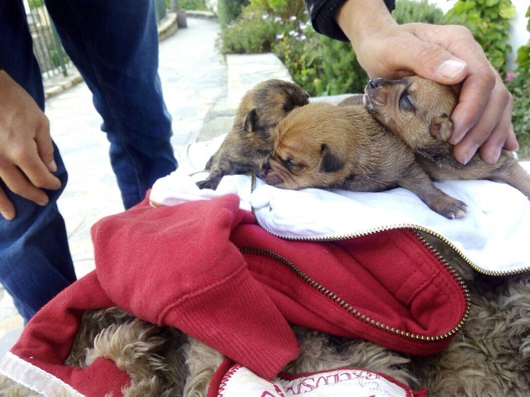 AnitaCristina_'s tweet photo. Estos cachorros estaban metidos en una bolsa tirados en el río de #ubrique, se regalan, están vivos por suerte! http://t.co/ihV3veSqQe