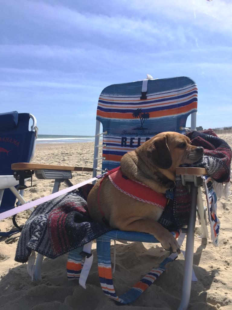 Guthriepuggle's tweet photo. Relaxing #pugglin http://t.co/AQMQNGegCh
