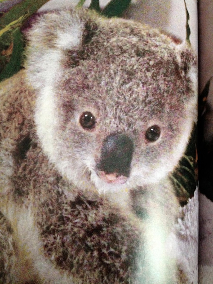 Koala Hospital Koalarescue Twitter