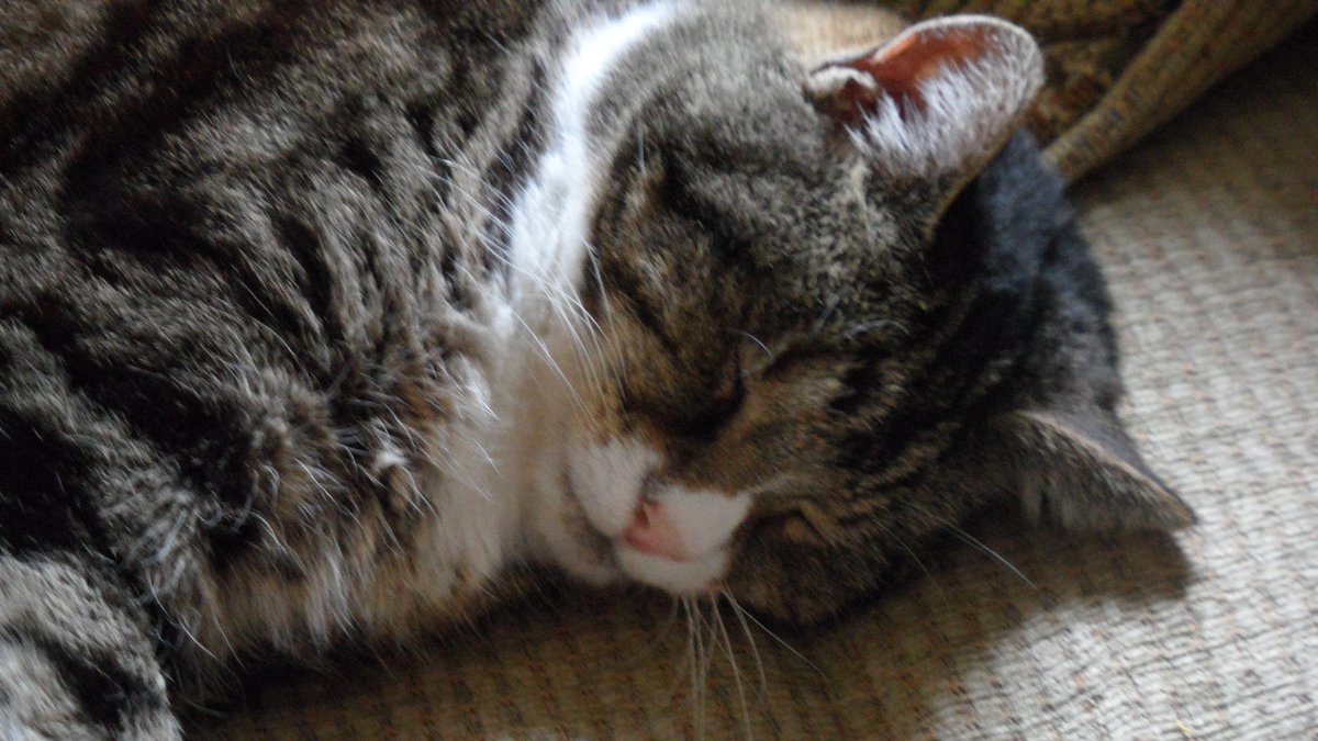 susanosman's tweet photo. Kitty joined Sylvester this evening at 5.30. So peaceful. Will miss my sour puss and love you lots kitty xxx http://t.co/nyiB4yOI38