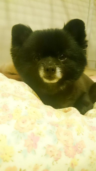 あれ子熊ちゃんがいる♪(/&omega;＼*) http://t.co/iM0TjJKocy