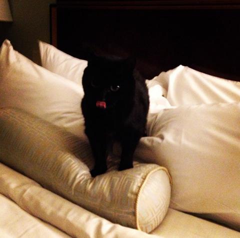 EyelnTheDark's tweet photo. Daily dose of Eye In The Dark ❤❤😸🐾@wwwbigbaldhead #NormanReedus http://t.co/HUso8eOiYj