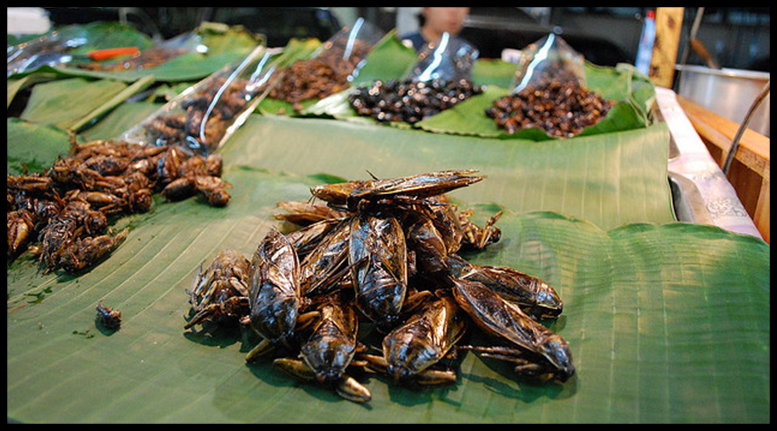 BugsForDinner tweet picture