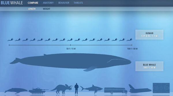 DailyOceanFact's tweet photo. Blue whales can weigh as much as 30 elephants. #Coachella #OceanFacts #whales #follow http://t.co/GkIwkiXMEK