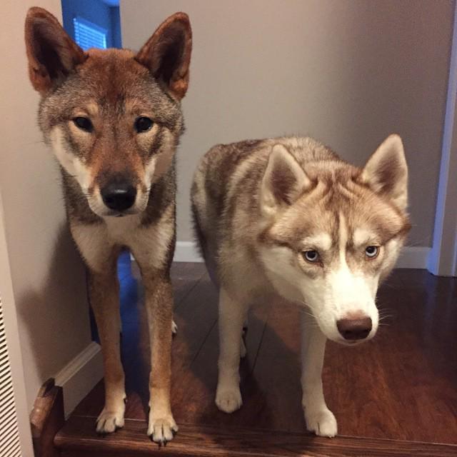 NyxPup's tweet photo. 😈 #doubletrouble #husky and #shikokuken #dogsofinstagram #allthingsshikoku #northerndogs #… https://t.co/XMxZOYUDrT http://t.co/zkEcYirnlB