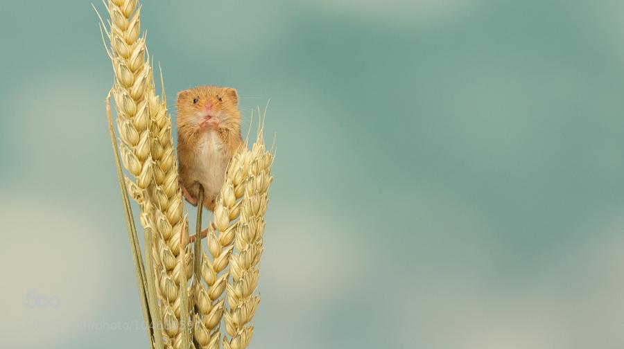 500px Feature Photos tweet media