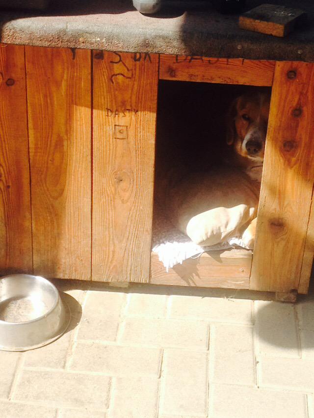 DastytheDog's tweet photo. Let me sleep! #sleep #letmesleep #dastythedog #shealter #dream #dreams #iwanttosleep http://t.co/NgSPaiTFag