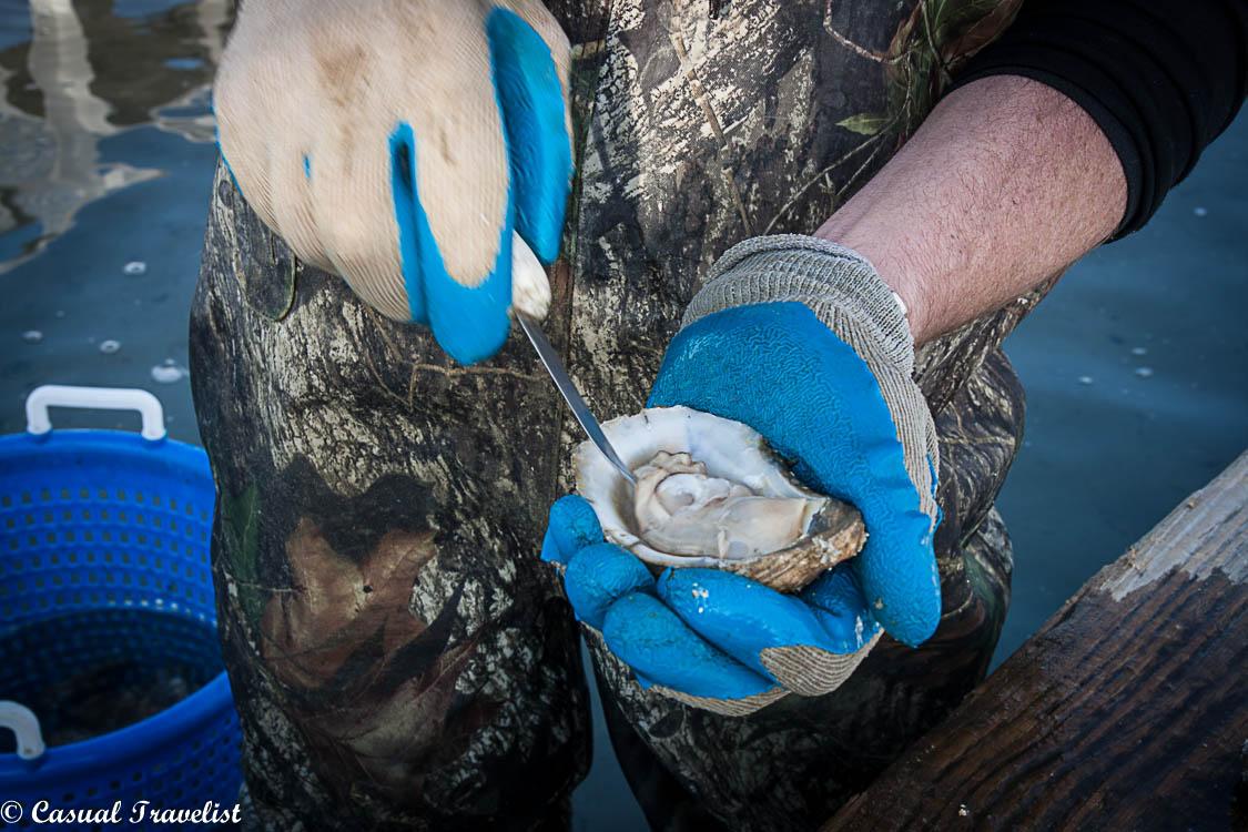 Casualtravelist's tweet image. Virginia Beach on the half shell with Pleasure House Oysters bit.ly/1ayuClC #travel @VisitVaBch #foodie