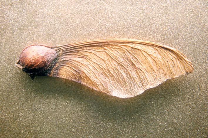 SaveTheTreeeees's tweet image. FOLLOW and FAV this tweet for a chance to win this maple seed