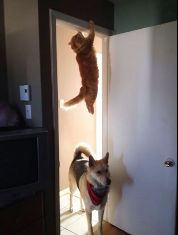 CauseWereGuys's tweet photo. "Hey, you guys seen the cat?" http://t.co/6SlsD6GfF1