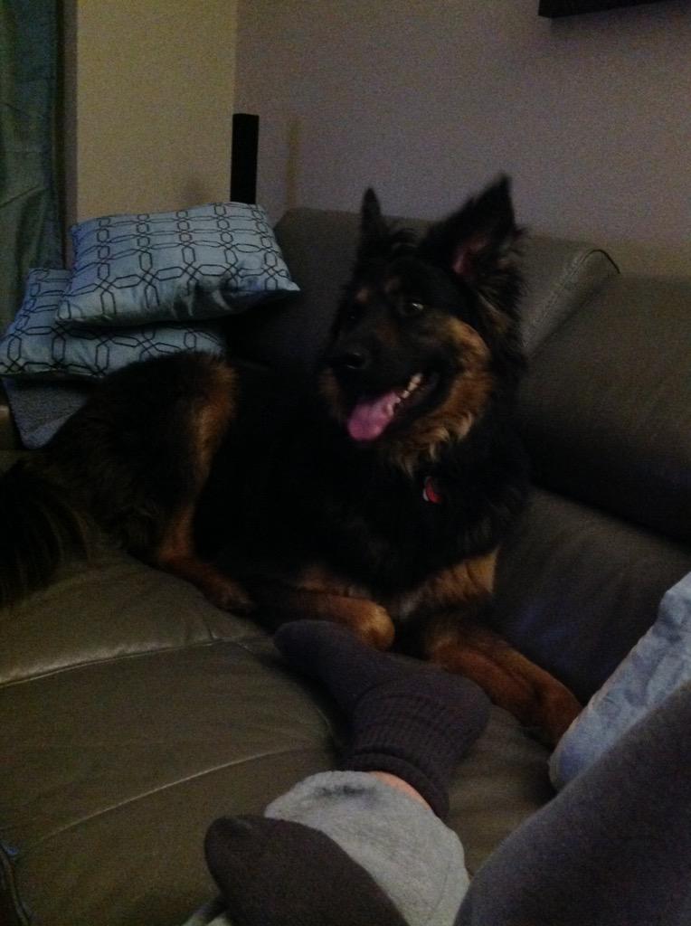 Animatchdog's tweet image. #NationalPetDay