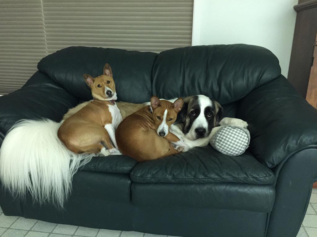 Animatchdog's tweet image. #NationalPetDay