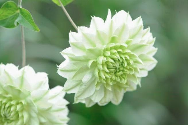ShootGardening tweet picture
