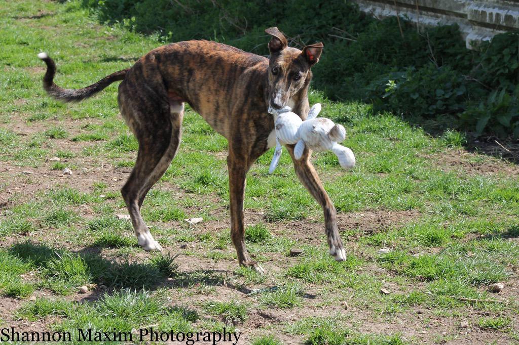 Hampshire Greyhound tweet media